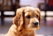 People Ask for Tougher Laws Against Animal Poaching