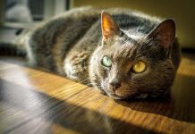 The Mystery Of The Vampire Rabbit