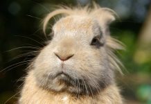 New Life Extending Drug For Dogs