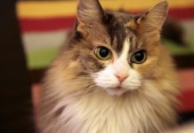 The 10 Most Popular Cat Breeds You Should Know About || Grooming Pets