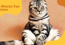 Insights into Your Cat’s Needs: 7 Things You Should Know