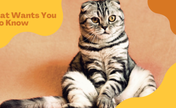 Insights into Your Cat’s Needs: 7 Things You Should Know