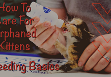 FEEDING AND CARING FOR ORPHANED KITTENS