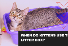 Training Cats: When Do Kittens Start Using the Litter Box?
