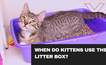 Training Cats: When Do Kittens Start Using the Litter Box?