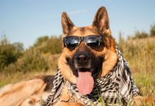 Ensuring Safety for Your Pet’s Health and Care || Grooming Pets