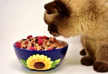 3 Compelling Reasons to Opt for a Nutritious Diet for Your Cat || Grooming Pets