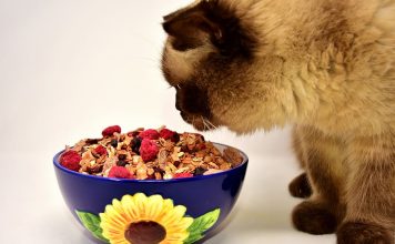 3 Compelling Reasons to Opt for a Nutritious Diet for Your Cat || Grooming Pets
