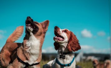 Popular Medium-Sized Dog Breeds Around the Globe || Grooming Pets