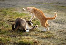 Title of the article: Understanding Cat Fights || Grooming Pets