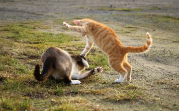 Title of the article: Understanding Cat Fights || Grooming Pets