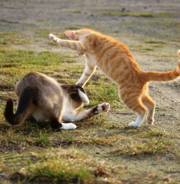 Title of the article: Understanding Cat Fights || Grooming Pets