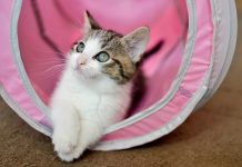 How to Get Your Feline Ready for the Catwalk