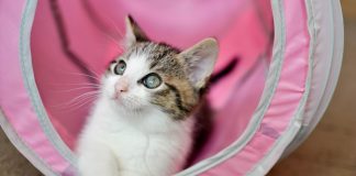 How to Get Your Feline Ready for the Catwalk