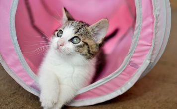 How to Get Your Feline Ready for the Catwalk