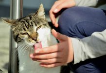 Grooming Pets: 8 Pleasures Your Cat Loves