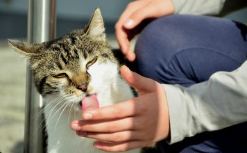 Grooming Pets: 8 Pleasures Your Cat Loves