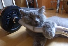 Tips and Techniques for Training Your Cat || Grooming Pets