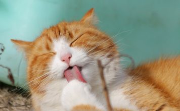 The Reason Behind Why Cats Groom Themselves After Eating || Grooming Pets