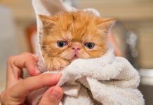 How to Resolve 8 Typical Cat Issues || Grooming Pets