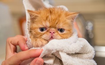 How to Resolve 8 Typical Cat Issues || Grooming Pets