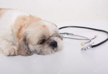 Common Questions about Therapy Pets You Should Know || Grooming Pets