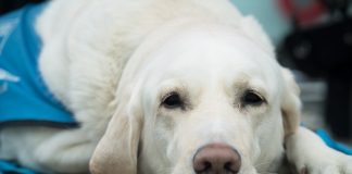 Training Your Pet to Be a Medical Aid Animal: Tips and Techniques || Grooming Pets