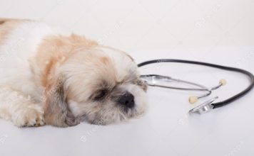 Common Questions about Therapy Pets You Should Know || Grooming Pets