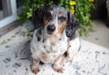 How to Coexist with a Dog in an Apartment? || Grooming Pets