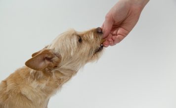 Curbing Your Dog’s Begging for Food with a Simple Method || Grooming Pets