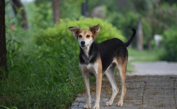 5 REASONS WHY STREET DOGS MAKE THE BEST ADOPTION CANDIDATES?