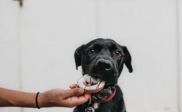 Avoid These 9 Risky Dog Food Alternatives || Grooming Your Pet