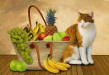 How Raw Cat Food Can Benefit Your Feline Friend and Its Trade-Offs for You