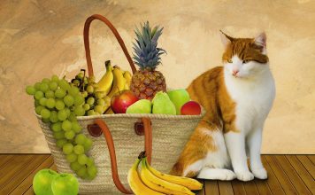 How Raw Cat Food Can Benefit Your Feline Friend and Its Trade-Offs for You