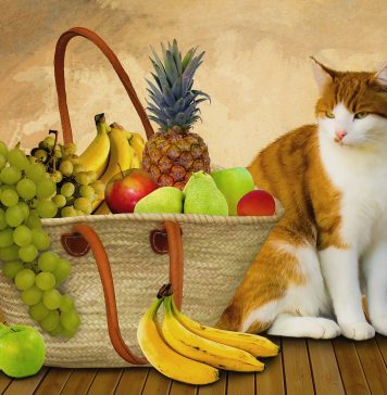 How Raw Cat Food Can Benefit Your Feline Friend and Its Trade-Offs for You