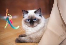 Understanding Cat Communication, Behavior, Intelligence, and Their Interaction with Humans as Pets.
