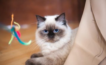 Understanding Cat Communication, Behavior, Intelligence, and Their Interaction with Humans as Pets.