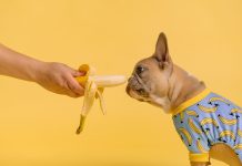 Grooming Pets: A Comprehensive Guide to Pet Health Care for Different Life Stages