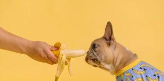 Grooming Pets: A Comprehensive Guide to Pet Health Care for Different Life Stages