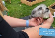 Tips for Grooming Your Pet to Meet Your Pet’s Grooming Needs || Grooming Pets