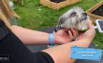 Tips for Grooming Your Pet to Meet Your Pet’s Grooming Needs || Grooming Pets