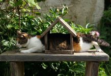 Finding Pet Insurance for Your New Kitten: A Guide || Grooming Pets