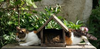 Finding Pet Insurance for Your New Kitten: A Guide || Grooming Pets