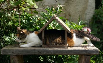 Finding Pet Insurance for Your New Kitten: A Guide || Grooming Pets