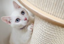 HOW CAN I PREVENT MY CAT FROM SCRATCHING MY SOFA? || GROOMING PETS
