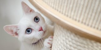 HOW CAN I PREVENT MY CAT FROM SCRATCHING MY SOFA? || GROOMING PETS