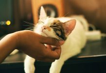 Simple Techniques to Boost Your Cat’s Happiness || Grooming Pets