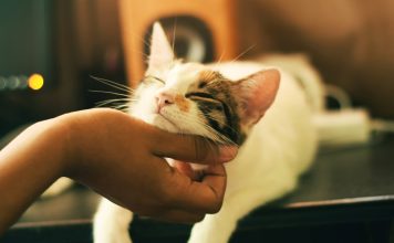 Simple Techniques to Boost Your Cat’s Happiness || Grooming Pets