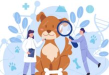 How BudgetVetCare is Revolutionizing Pet Healthcare