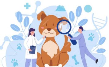 How BudgetVetCare is Revolutionizing Pet Healthcare